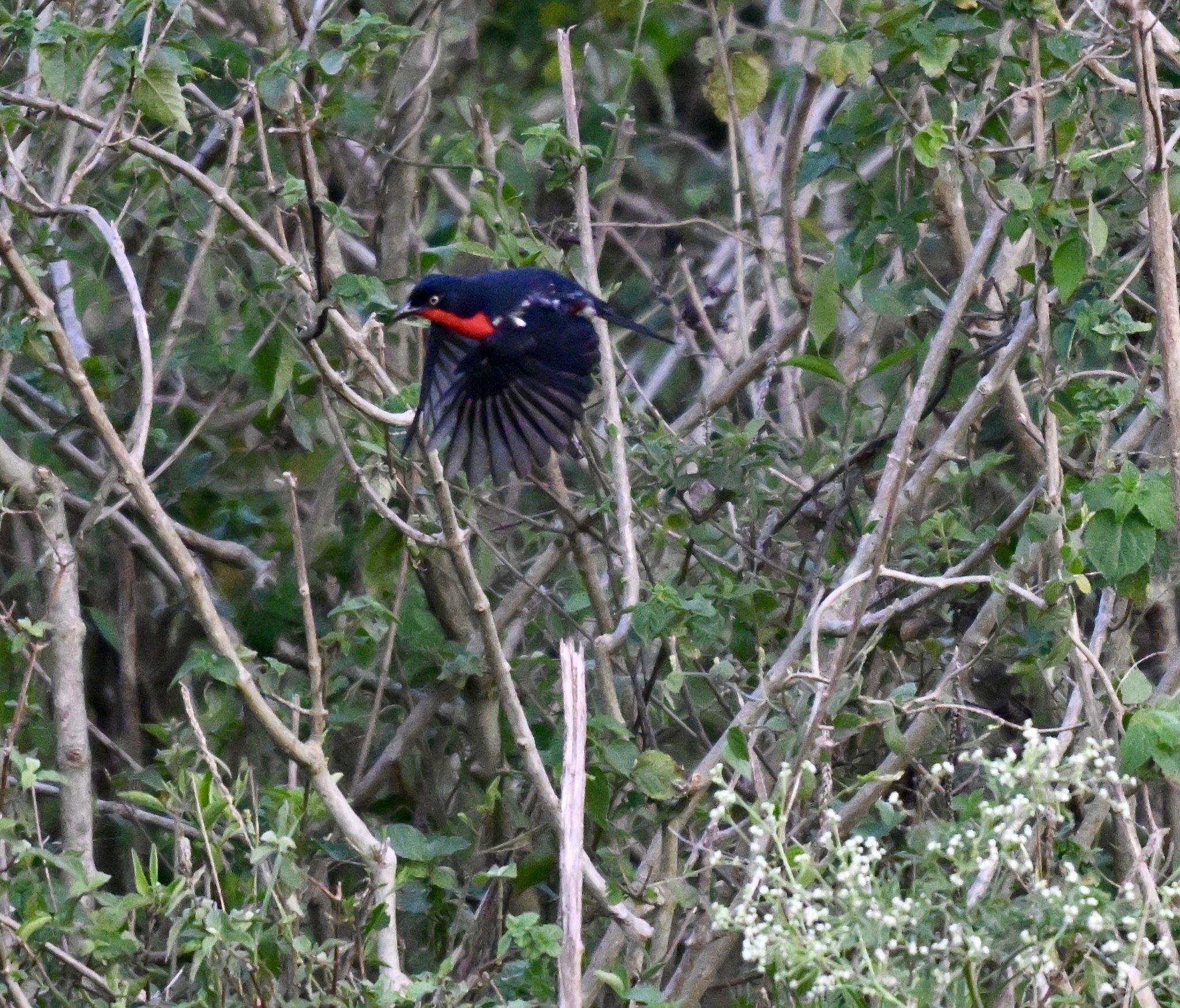 Black-headed Gonolek (Laniarius erythrogaster), photo 7