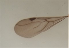 Discothyrea antarctica