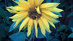 Brassicogethes aeneus