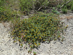 Sanvitalia fruticosa