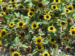 Sanvitalia fruticosa