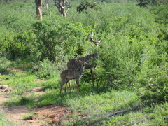 Tragelaphus imberbis
