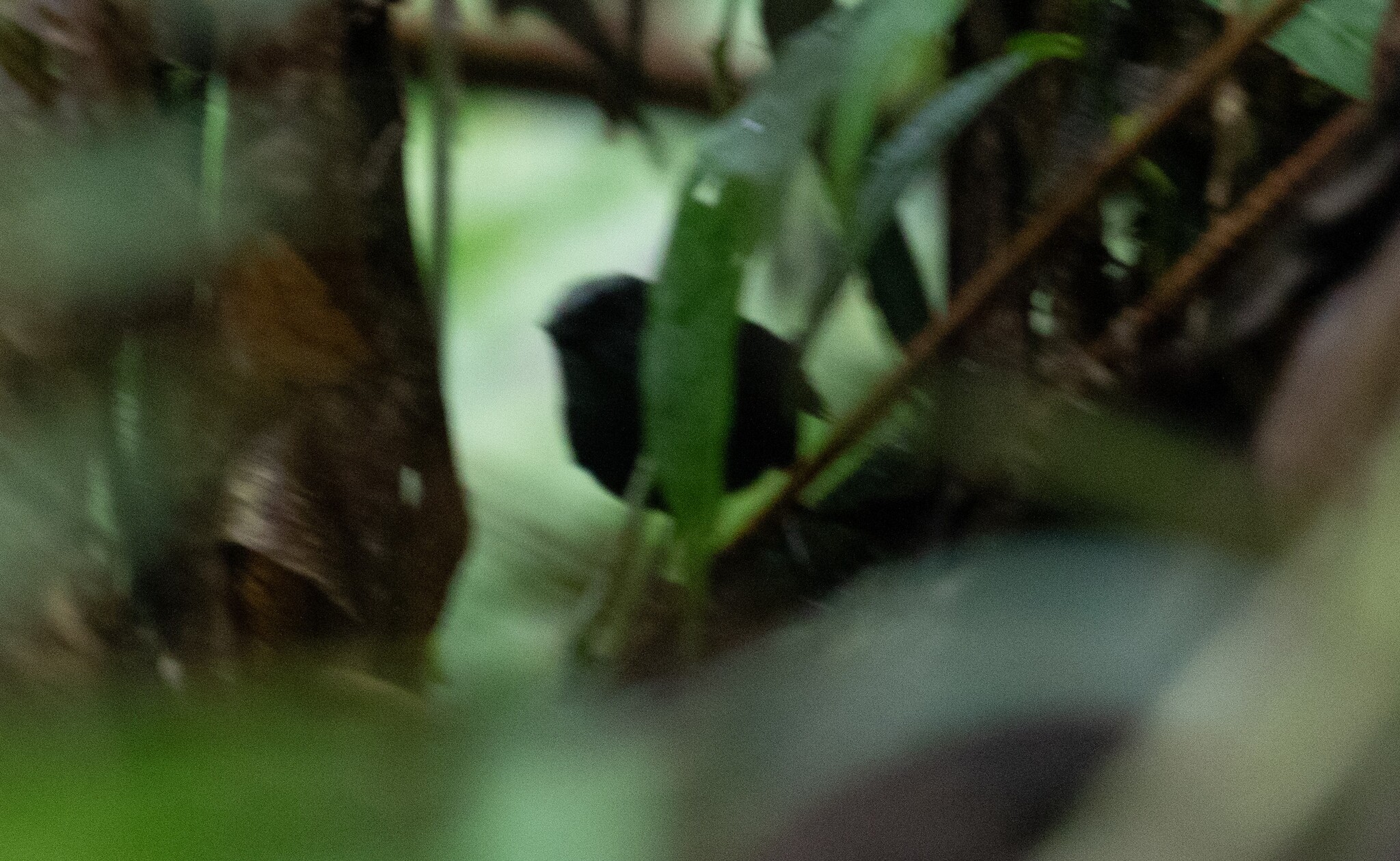 Silvery-fronted Tapaculo (Scytalopus argentifrons), photo 6