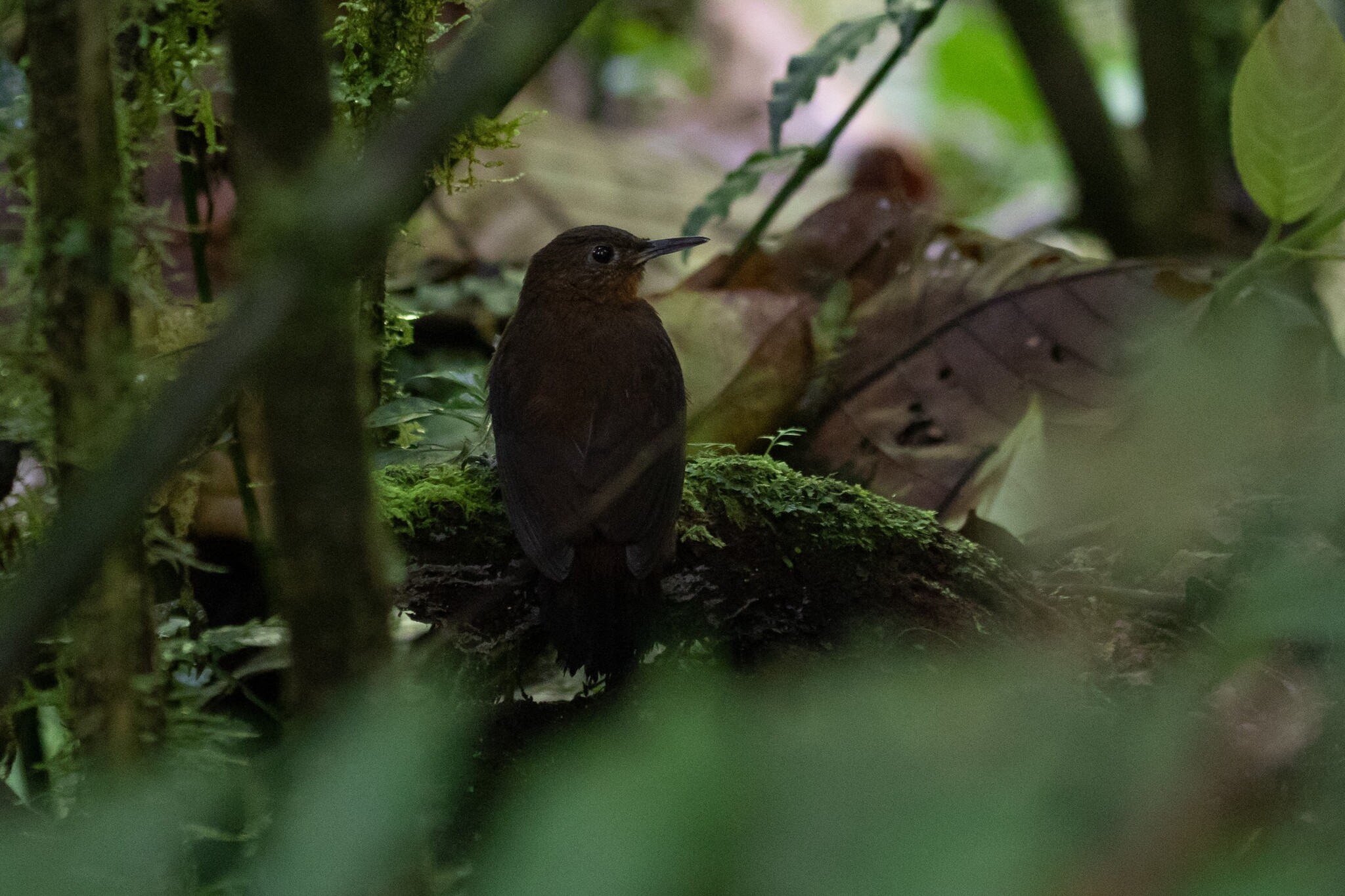 Tawny-throated Leaftosser (Sclerurus mexicanus), photo 4