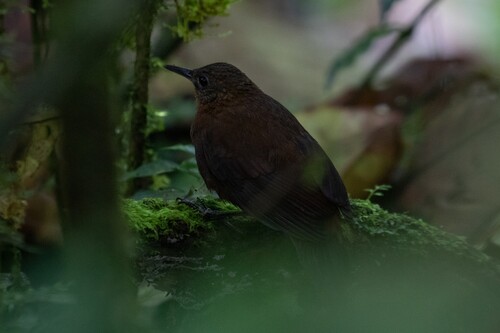 Tawny-throated Leaftosser (Sclerurus mexicanus), photo 5