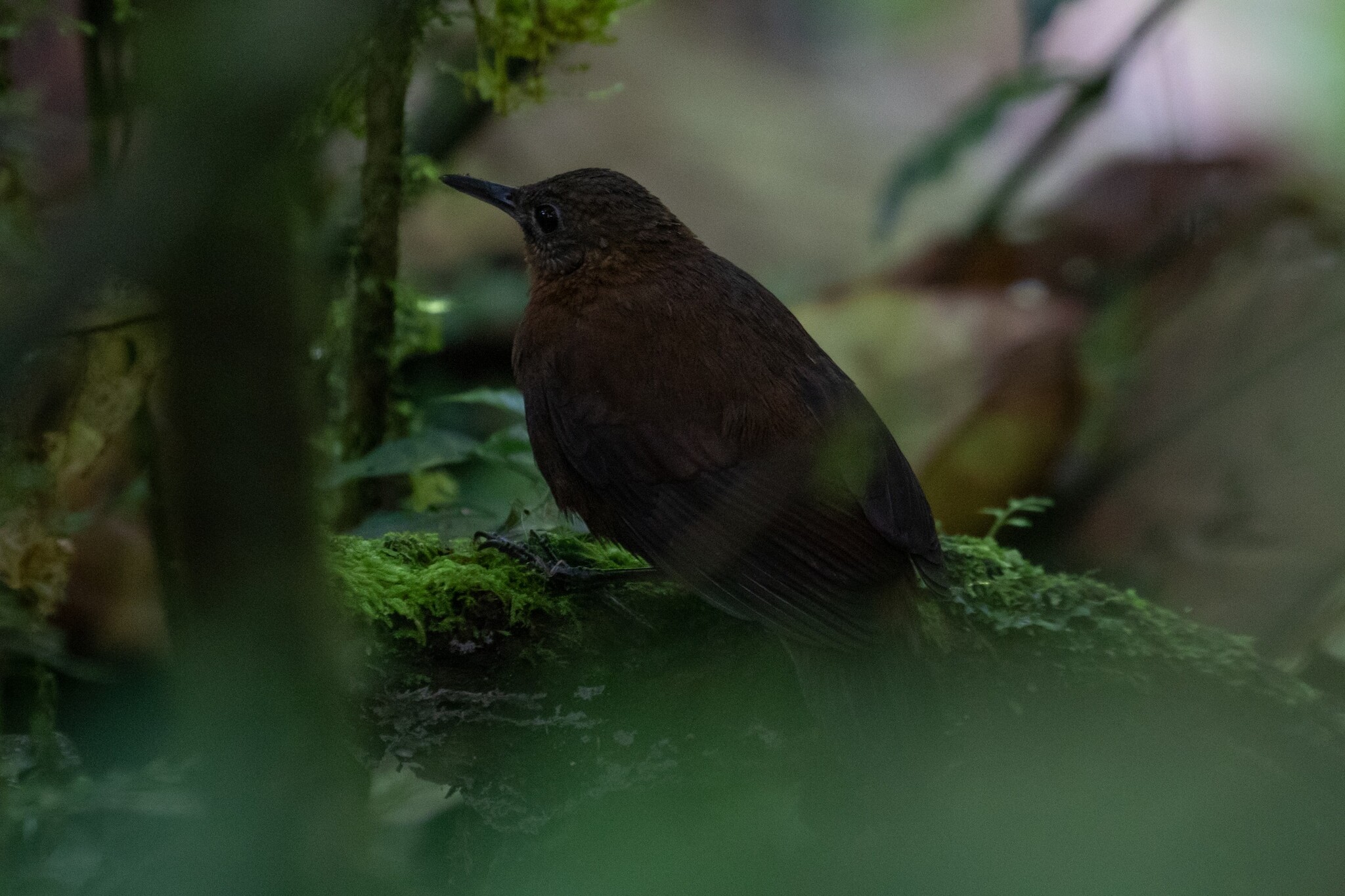 Tawny-throated Leaftosser (Sclerurus mexicanus), photo 5