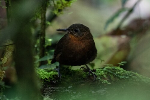 Tawny-throated Leaftosser (Sclerurus mexicanus), photo 7