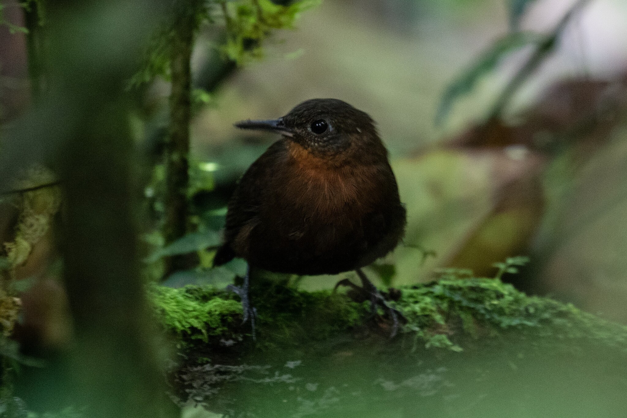 Tawny-throated Leaftosser (Sclerurus mexicanus), photo 7