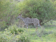 Tragelaphus imberbis
