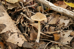 Psathyrella seminuda