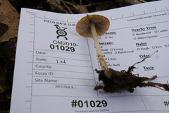 Psathyrella seminuda
