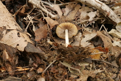 Psathyrella seminuda