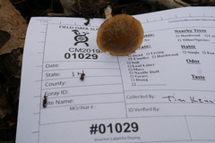 Psathyrella seminuda