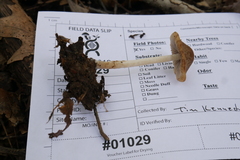 Psathyrella seminuda