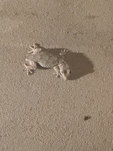 Moorish Gecko