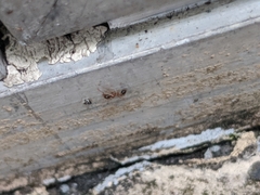 Pheidole megacephala