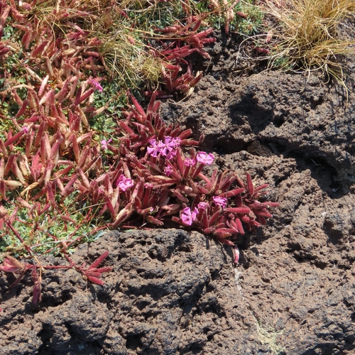 Saponaria sicula, photograph 5