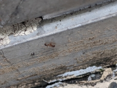 Pheidole megacephala