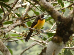 Ramphocelus flammigerus flammigerus