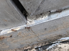 Pheidole megacephala