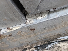 Pheidole megacephala