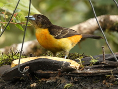 Ramphocelus flammigerus flammigerus