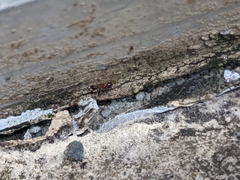 Pheidole megacephala