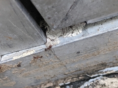 Pheidole megacephala