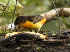 Ramphocelus flammigerus flammigerus