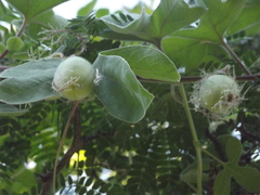 Passiflora pentaschista