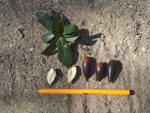 Brandegee Oak