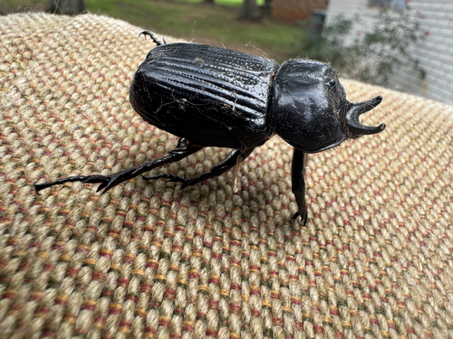 Triceratops Beetle photo 6