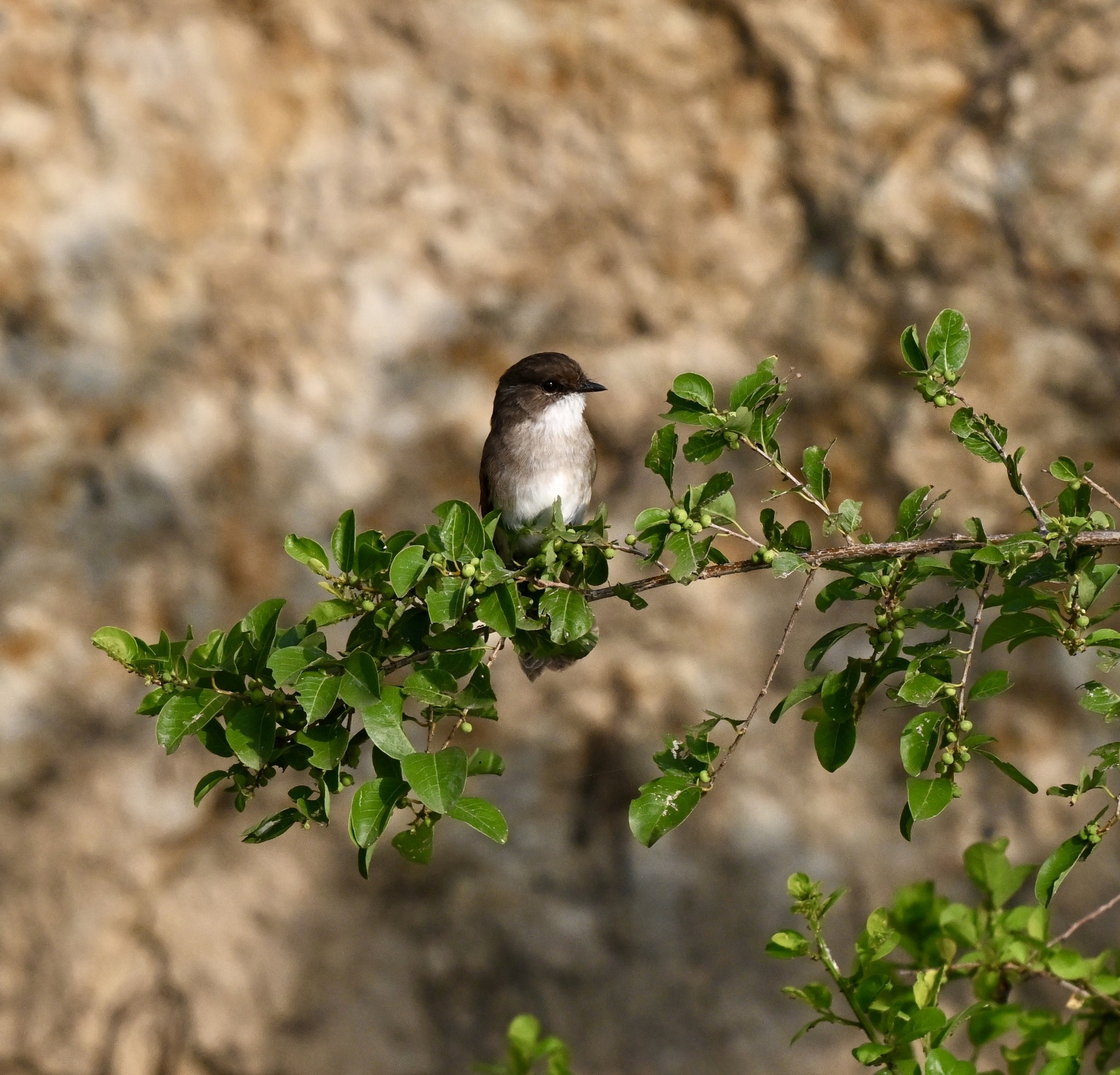 Swamp Flycatcher (Muscicapa aquatica), photo 10