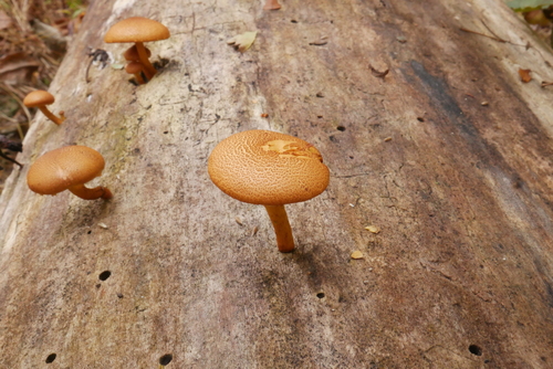 Gymnopilus luteofolius