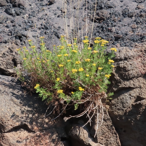 Etna Tansy (Tanacetum siculum)