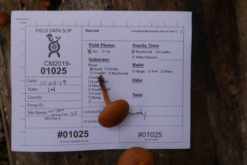 Gymnopilus luteofolius (Photo 4 of 4)