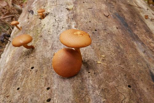Gymnopilus luteofolius (Photo 3 of 4)