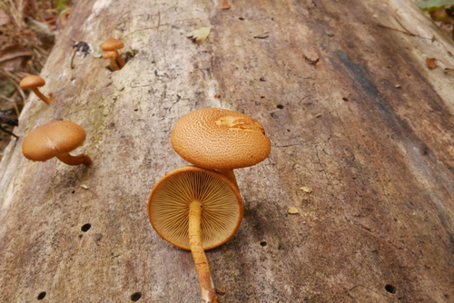 Gymnopilus luteofolius (Photo 2 of 4)