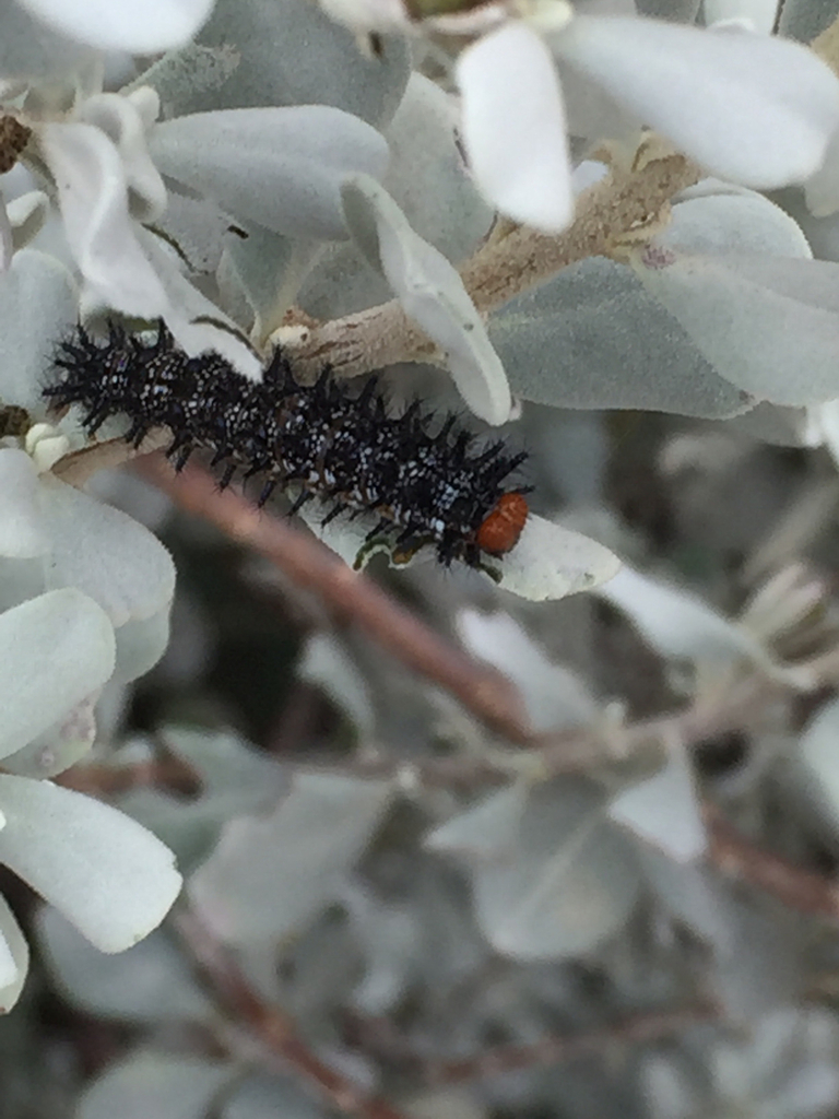 Theona Checkerspot