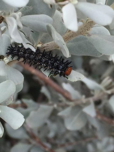 Theona Checkerspot