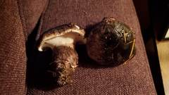 Boletopsis leucomelaena