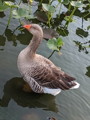 Anser anser domesticus