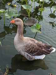 Anser anser domesticus