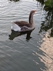 Anser anser domesticus