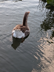 Anser anser domesticus