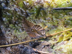 Consul excellens genini