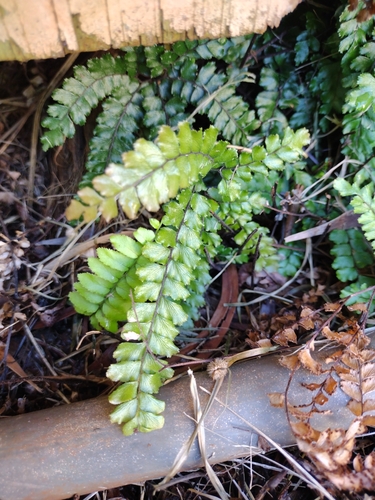 Adiantum hispidulum observed 2025-08-07