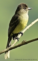 Myiarchus apicalis
