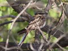 Hydropsalis cayennensis