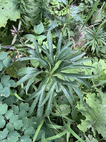 Helleborus multifidus (Helleborus multifidus)